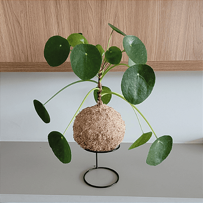 Pilea