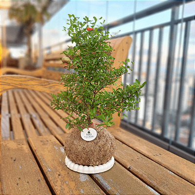 Bonsai Romã
