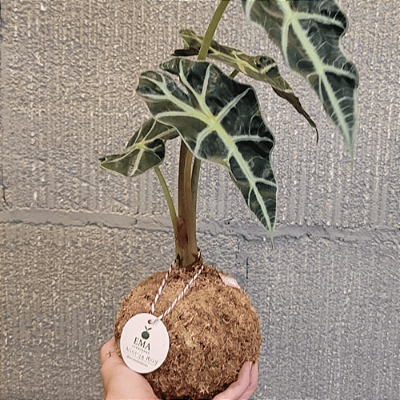 Alocasia Amazonica