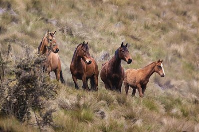 Quadro Decorativo Cavalos 1143