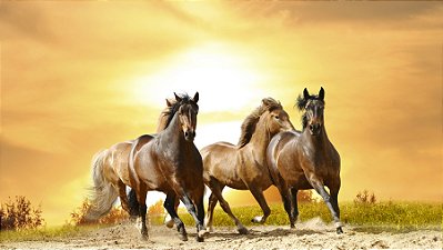 Quadro Decorativo Cavalos 1240