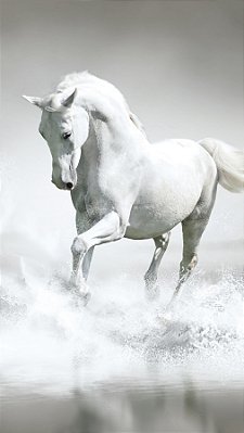 Quadro Decorativo Cavalos 1253