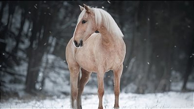 Quadro Decorativo Cavalos 1256