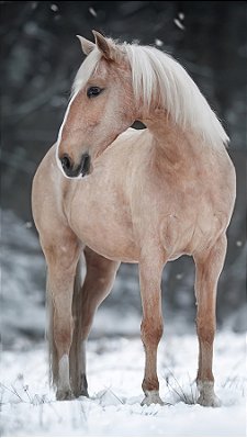 Quadro Decorativo Cavalos 1257
