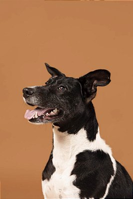 Quadro Decorativo Cães 1269