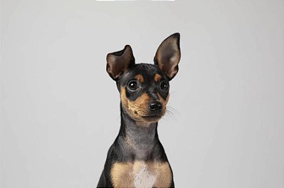 Quadro Decorativo Cães 1270