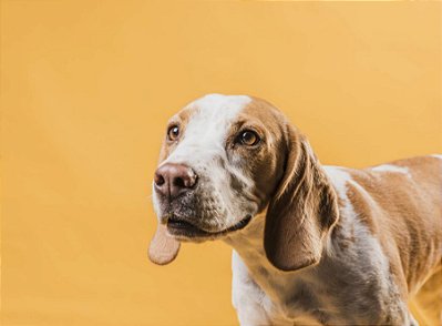 Quadro Decorativo Cães 1275