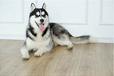 Quadro Decorativo Cães 1279