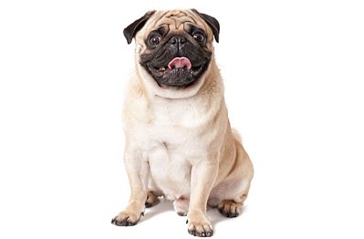 Quadro Decorativo Cães 1280