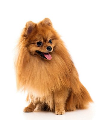 Quadro Decorativo Cães 1281