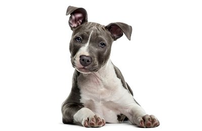Quadro Decorativo Cães 1285
