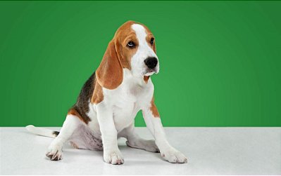Quadro Decorativo Cães 1287