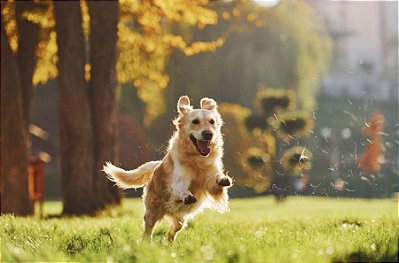 Quadro Decorativo Cães 1289