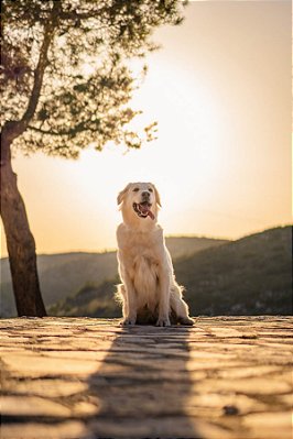 Quadro Decorativo Cães 1290