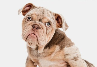 Quadro Decorativo Cães 1305