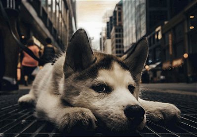 Quadro Decorativo Cães 1317