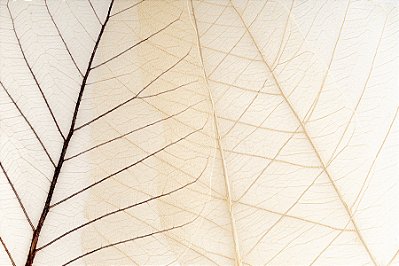 Quadro Decorativo Folhagens de Plantas 1426