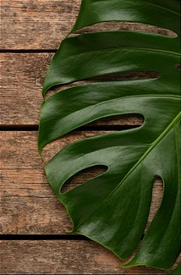 Quadro Decorativo Folhagens de Plantas 1456