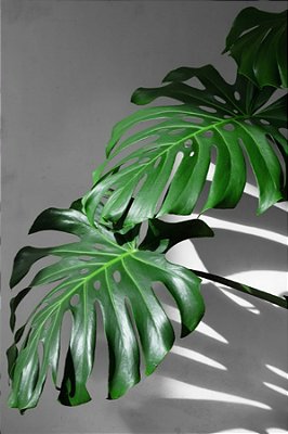 Quadro Decorativo Folhagens de Plantas 1460