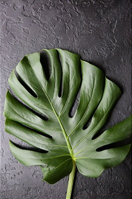 Quadro Decorativo Folhagens de Plantas 1461