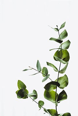 Quadro Decorativo Folhagens de Plantas 1495