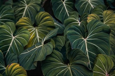 Quadro Decorativo Folhagens de Plantas 1523