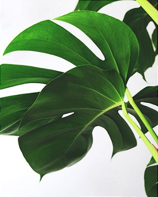 Quadro Decorativo Folhagens de Plantas 1526