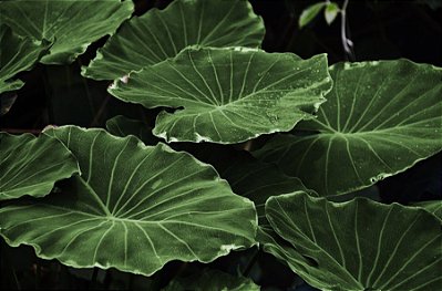 Quadro Decorativo Folhagens de Plantas 1585