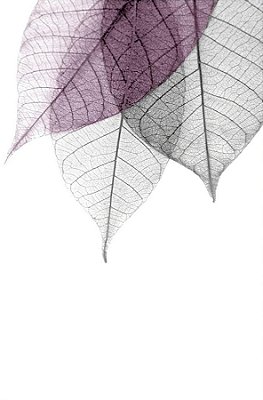 Quadro Decorativo Folhagens de Plantas 1595