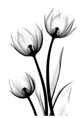 Quadro Decorativo Flores 1719