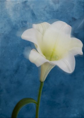 Quadro Decorativo Flores 1777