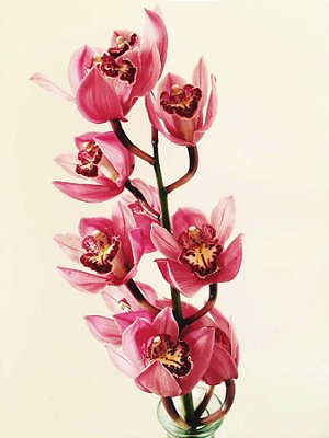 Quadro Decorativo Flores 1858