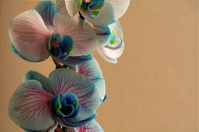 Quadro Decorativo Flores 1859