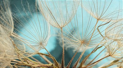 Quadro Decorativo Flores 1892