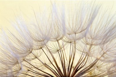 Quadro Decorativo Flores 1894