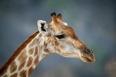 Quadro Decorativo Girafas 1973