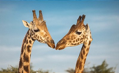 Quadro Decorativo Girafas 1975