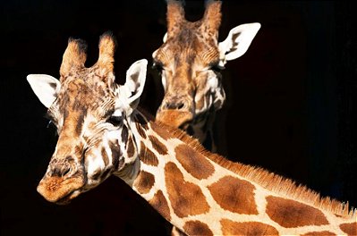 Quadro Decorativo Girafas 1981
