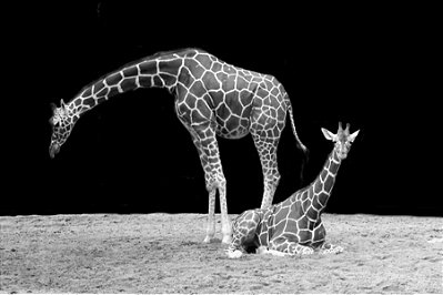 Quadro Decorativo Girafas 1990