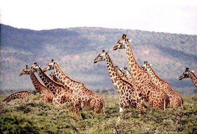 Quadro Decorativo Girafas 1991
