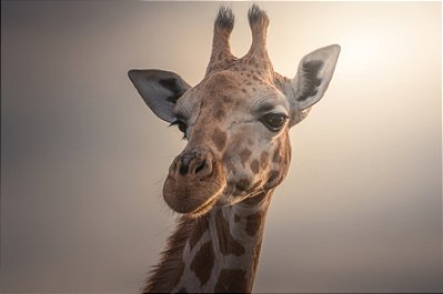Quadro Decorativo Girafas 1994