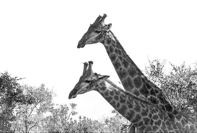 Quadro Decorativo Girafas 2003