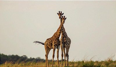 Quadro Decorativo Girafas 2005