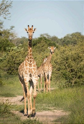 Quadro Decorativo Girafas 2007
