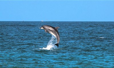 Quadro Decorativo Golfinho 2064