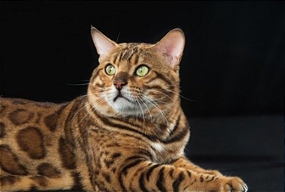 Quadro Decorativo Gatos 2069