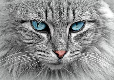 Quadro Decorativo Gatos 2073