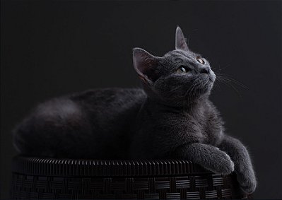 Quadro Decorativo Gatos 2076