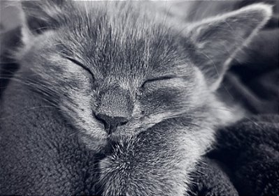 Quadro Decorativo Gatos 2079
