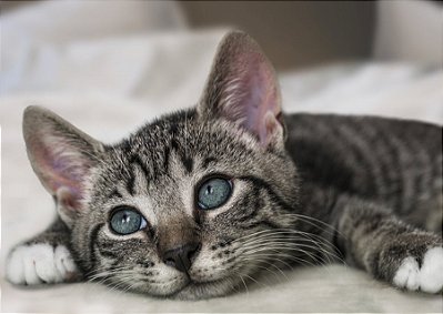 Quadro Decorativo Gatos 2080